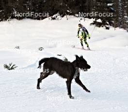09.12.2011, Hochfilzen, Austria (AUT): a dog running over the track - IBU world cup biathlon, sprint women, Hochfilzen (AUT). www.nordicfocus.com. © Felgenhauer/NordicFocus. Every downloaded picture is fee-liable.