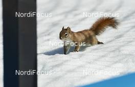 11.03.2016, Canmore, Canada (CAN): squirrel on the track   - FIS world cup cross-country, 15km men, Canmore (CAN). www.nordicfocus.com. © Felgenhauer/NordicFocus. Every downloaded picture is fee-liable.