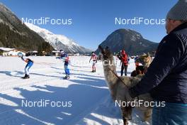 13.01.2018, Seefeld, Austria (AUT): Alpacas at the race course  - Visma Ski Classics Kaiser Maximilian Lauf, Seefeld (AUT). www.nordicfocus.com. © Rauschendorfer/NordicFocus. Every downloaded picture is fee-liable.