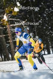 29.11.2023, Oestersund, Sweden, (SWE): Elvira Oeberg (SWE) - IBU World Cup Biathlon, relay women, Oestersund (SWE). www.nordicfocus.com. © Authamayou/NordicFocus. Every downloaded picture is fee-liable.