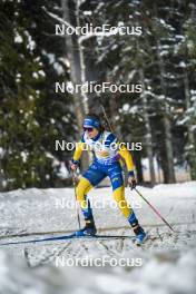 29.11.2023, Oestersund, Sweden, (SWE): Elvira Oeberg (SWE) - IBU World Cup Biathlon, relay women, Oestersund (SWE). www.nordicfocus.com. © Authamayou/NordicFocus. Every downloaded picture is fee-liable.