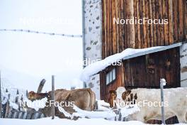 15.12.2023, Val Venosta, Italy (ITA): feature: cows, snow - Ski Classics La Venosta Criterium - Val Venosta (ITA). www.nordicfocus.com. © Reichert/NordicFocus. Every downloaded picture is fee-liable.