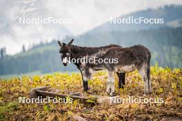 15.06.2024, Lavaze, Italy (ITA): Animals at the shooting range - Biathlon summer training, Lavaze (ITA). www.nordicfocus.com. © Barbieri/NordicFocus. Every downloaded picture is fee-liable.