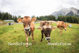 04.09.2024, Lenzerheide, Switzerland (SUI): Event Feature: Young cows watch the training - Biathlon summer training, Lenzerheide (SUI). www.nordicfocus.com. © Manzoni/NordicFocus. Every downloaded picture is fee-liable.