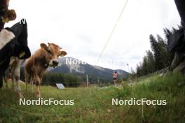 04.09.2024, Lenzerheide, Switzerland (SUI): Young cows watch Flavia Barmettler (SUI) - Biathlon summer training, Lenzerheide (SUI). www.nordicfocus.com. © Manzoni/NordicFocus. Every downloaded picture is fee-liable.