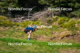 06.06.2024, Lavaze, Italy (ITA): Jesper Nelin (SWE) - Biathlon summer training, Lavaze (ITA). www.nordicfocus.com. © Barbieri/NordicFocus. Every downloaded picture is fee-liable.