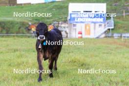 10.09.2024, Lenzerheide, Switzerland (SUI): Event Feature: a cow - Biathlon summer training, Lenzerheide (SUI). www.nordicfocus.com. © Manzoni/NordicFocus. Every downloaded picture is fee-liable.