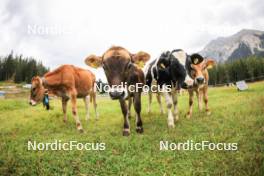 04.09.2024, Lenzerheide, Switzerland (SUI): Event Feature: Young cows watch the training - Biathlon summer training, Lenzerheide (SUI). www.nordicfocus.com. © Manzoni/NordicFocus. Every downloaded picture is fee-liable.