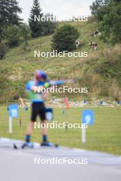 22.09.2024, Premanon, France (FRA): Feature: Cows above the shooting range - Biathlon Samse Summer Tour, pursuit, Premanon (FRA). www.nordicfocus.com. © Manzoni/NordicFocus. Every downloaded picture is fee-liable.