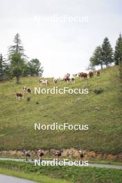 22.09.2024, Premanon, France (FRA): Event Feature: cows above the track during womens race - Biathlon Samse Summer Tour, pursuit, Premanon (FRA). www.nordicfocus.com. © Manzoni/NordicFocus. Every downloaded picture is fee-liable.