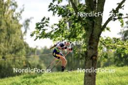 24.08.2024, Otepaeae, Estonia (EST): Bohdan Borkovskyi (UKR) - IBU Summer Biathlon World Championships, sprint junior men, Otepaeae (EST). www.nordicfocus.com. © Manzoni/NordicFocus. Every downloaded picture is fee-liable.