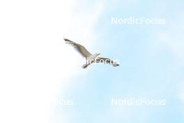 01.08.2024, Sandnes, Norway (NOR): Seagull Event Feature: - BLINK24 Festival Cross-Country - Sandnes (NOR). www.nordicfocus.com. © Manzoni/NordicFocus. Every downloaded picture is fee-liable.