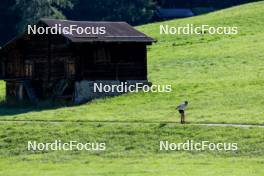 15.08.2024, Ulrichen, Switzerland (SUI): Jan Stoelben (GER) - Cross-Country summer training, Ulrichen (SUI). www.nordicfocus.com. © Manzoni/NordicFocus. Every downloaded picture is fee-liable.