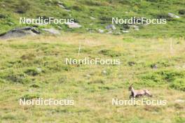 14.08.2024, Ulrichen, Switzerland (SUI): Event Feature: Capricorns on the run - Cross-Country summer training, Ulrichen (SUI). www.nordicfocus.com. © Manzoni/NordicFocus. Every downloaded picture is fee-liable.