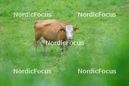 21.06.2024, Les Diablerets, Switzerland (SUI): Event Feature: a cow watches the action - Cross-Country summer training, Les Diablerets (SUI). www.nordicfocus.com. © Manzoni/NordicFocus. Every downloaded picture is fee-liable.