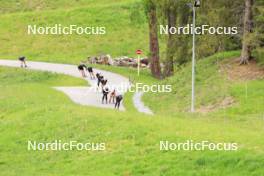 28.05.2024, Lenzerheide, Switzerland (SUI): Jason Rueesch (SUI), Beda Klee (SUI), Nicola Wigger (SUI), (l-r) - Cross-Country training, Lenzerheide (SUI). www.nordicfocus.com. © Manzoni/NordicFocus. Every downloaded picture is fee-liable.