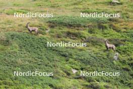 14.08.2024, Ulrichen, Switzerland (SUI): Event Feature: Capricorns on the run - Cross-Country summer training, Ulrichen (SUI). www.nordicfocus.com. © Manzoni/NordicFocus. Every downloaded picture is fee-liable.