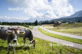 09.07.2024, Lavaze, Italy (ITA): Cows close to the track - Cross-Country summer training, Lavaze (ITA). www.nordicfocus.com. © Vanzetta/NordicFocus. Every downloaded picture is fee-liable.